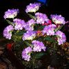 4 Pack Solar Garden Lights Realistic Hydrangea Garden Stake Lights, Solar Powered Flowers For Lawn Decoration, Backyard Decor